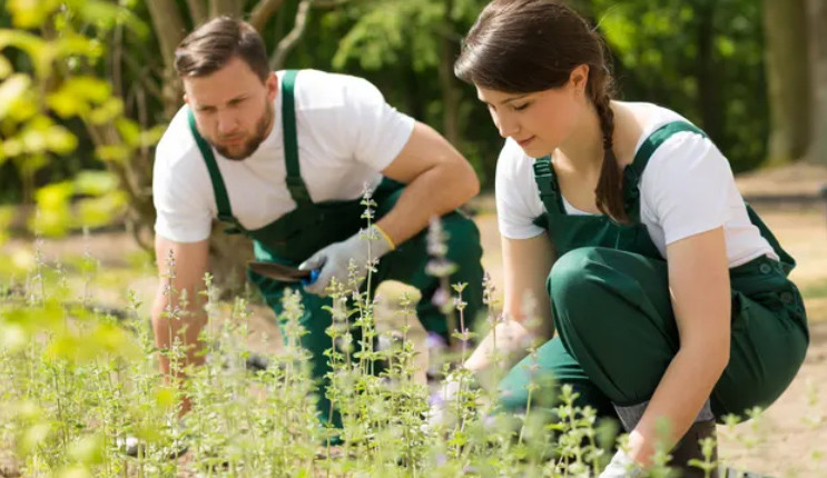 Plantagen lanserar tjänst för trädgårdshjälp