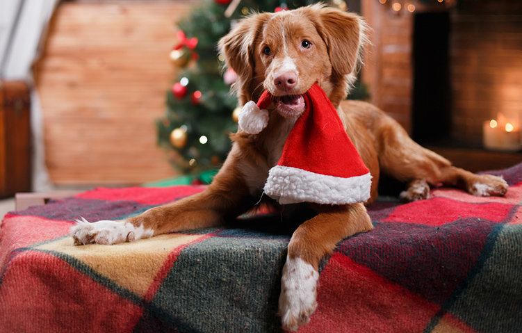 Kedja öppnar hundrestaurang inför jul